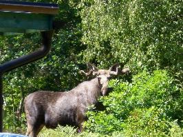 Ferienhäuser in Schweden Bilder zu Ferienhaus Bergtroll